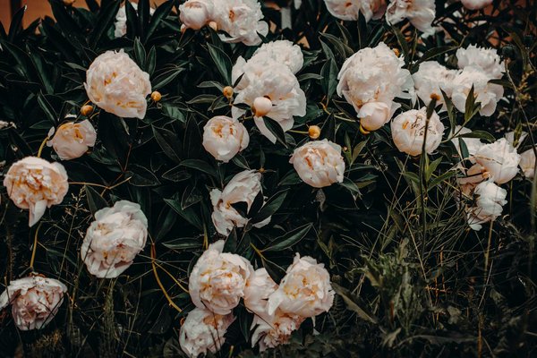 Estampe japonaise fleurs : la beauté éphémère des sakura